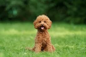 Toy Poodle resmi